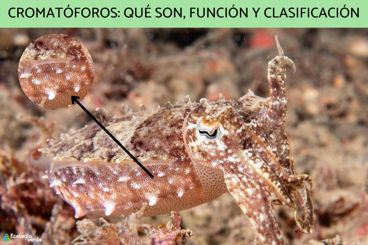 Cromatóforos: qué son, función y clasificación