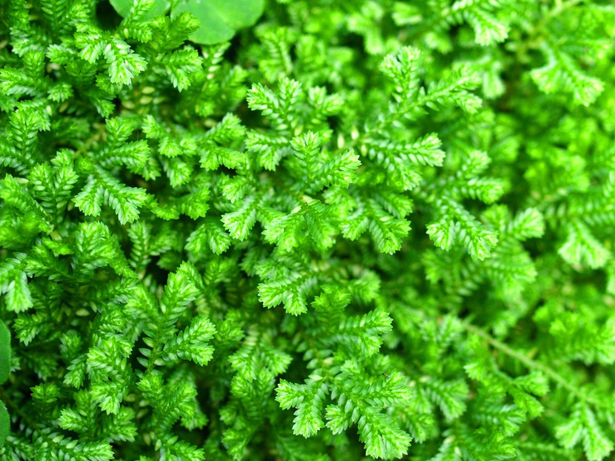 Plantas pteridofitas: qué son, tipos y ejemplos