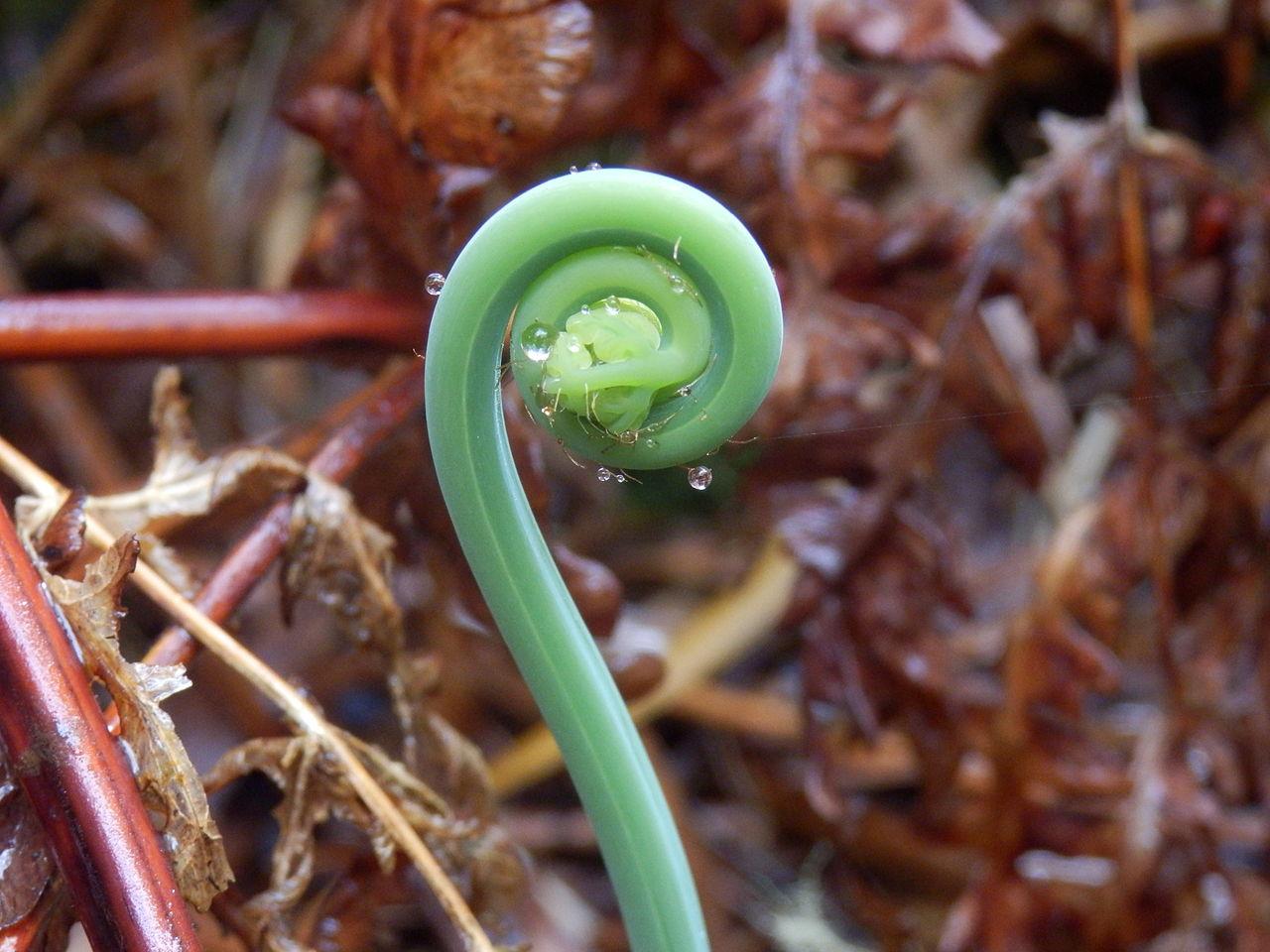 PLANTAS PTERIDOFITAS Qué son, Tipos y Ejemplos PLANTAS PTERIDOFITAS Qué son, Tipos y Ejemplos
