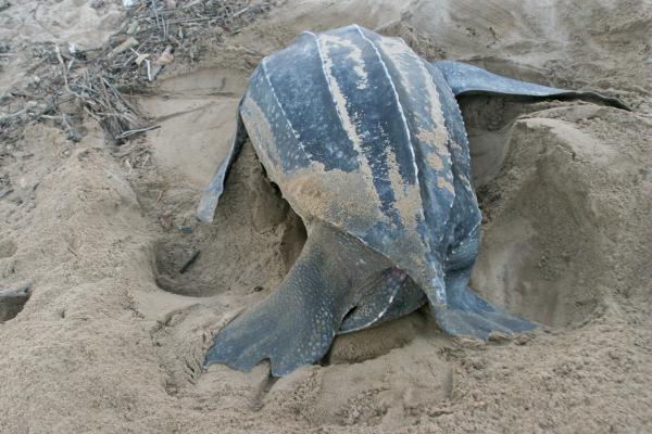 Tortuga laúd - Reproducción de la tortuga laúd