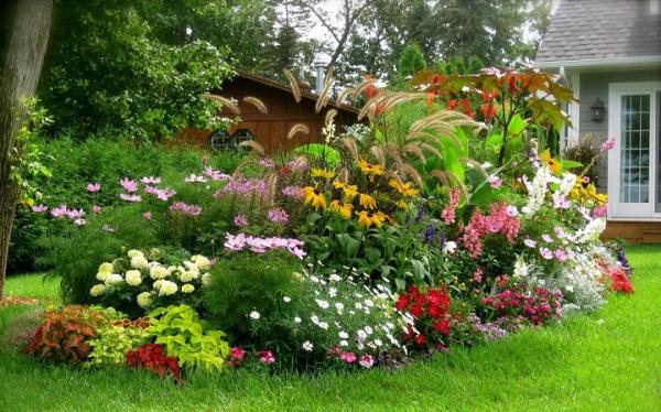 Cómo escoger plantas ornamentales - ¿Será una planta ejemplar?