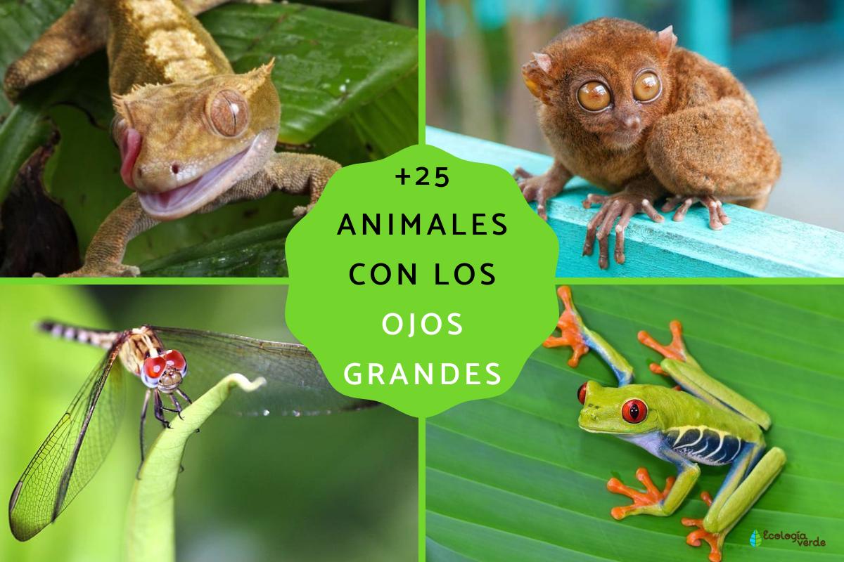 Animales con los ojos grandes