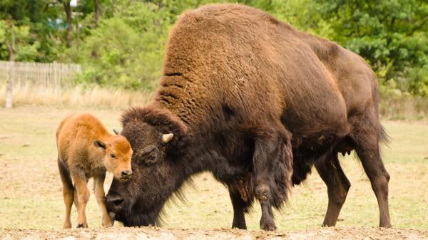 Oklahoma reintrodujo 300 bisontes en 1993: tres décadas después han transformado una de las últimas grandes praderas de Estados Unidos - De 300 bisontes a una manada de 2.700 ejemplares en tres décadas