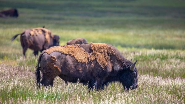 Oklahoma reintrodujo 300 bisontes en 1993: tres décadas después han transformado una de las últimas grandes praderas de Estados Unidos - Los bisontes hicieron que la diversidad de plantas aumentara un 103%