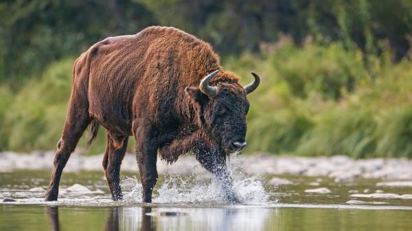 Oklahoma reintrodujo 300 bisontes en 1993: tres décadas después han transformado una de las últimas grandes praderas de Estados Unidos - Los bisontes también crean pequeños humedales al revolcarse