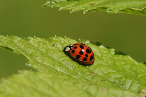 Tipos de mariquitas - Mariquita asiática multicolor (Harmonia axyridis)