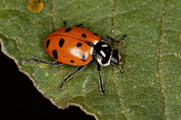 Tipos de mariquitas - Mariquita convergente (Hippodamia convergens)