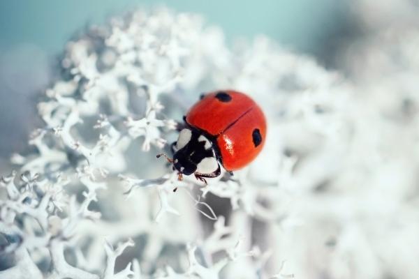 Tipos de mariquitas - Mariquita de dos puntos (Adalia bipunctata)
