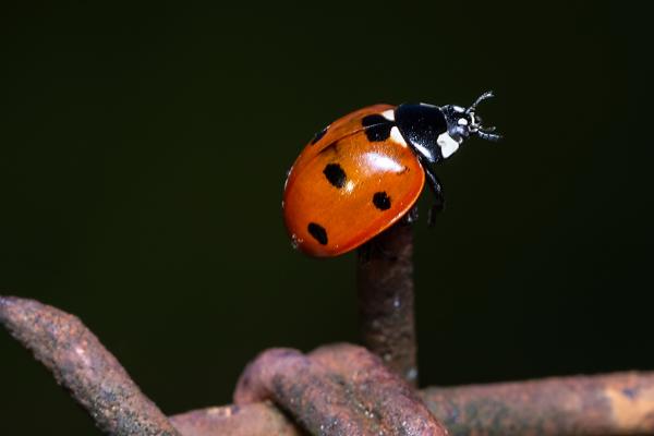 Tipos de mariquitas - Mariquita de siete puntos (Coccinella septempunctata)