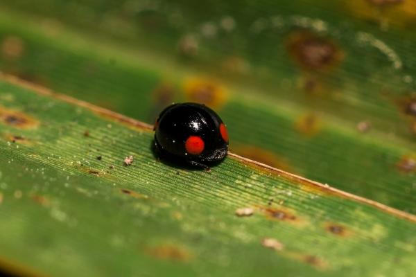 Tipos de mariquitas - Mariquita doblemente apuñalada (Chilocorus stigma)