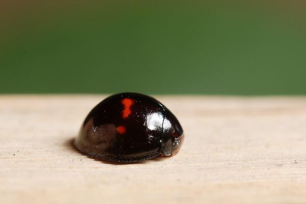 Tipos de mariquitas - Mariquita Heather (Chilocorus bipustulatus)