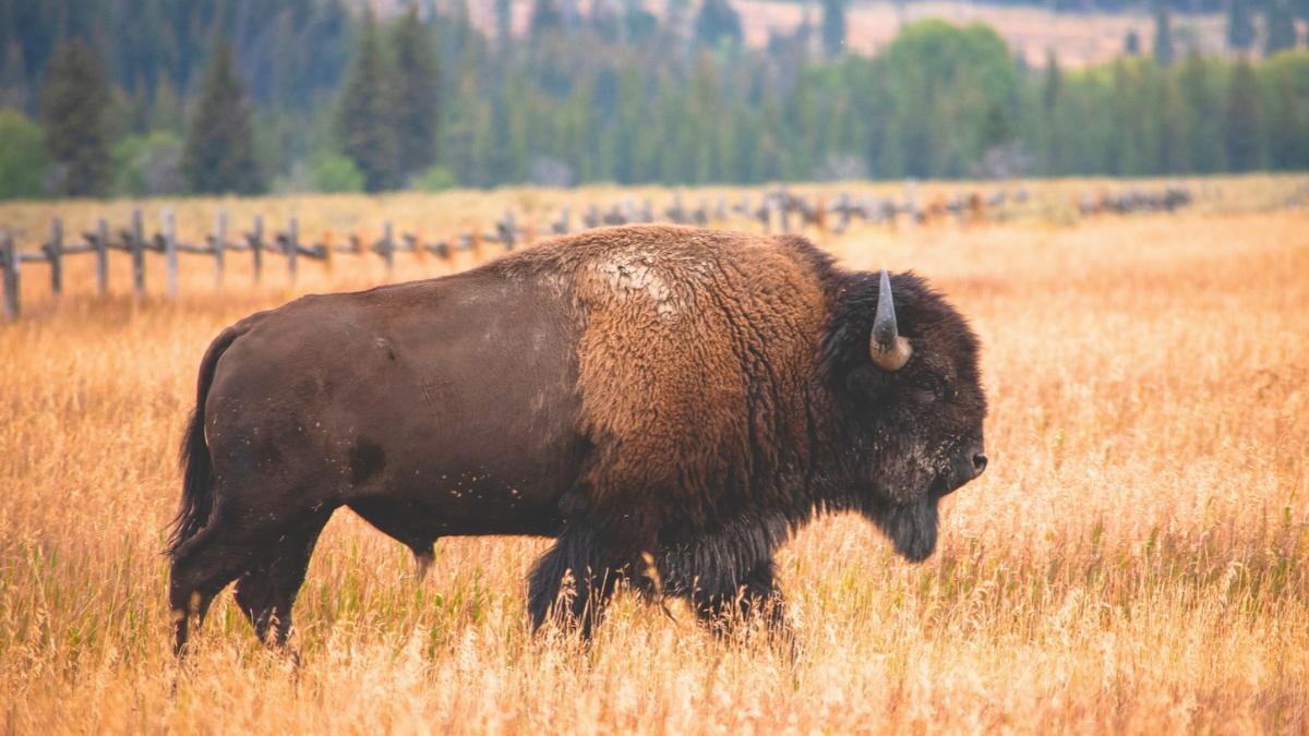 Oklahoma reintrodujo 300 bisontes en 1993: tres décadas después han transformado una de las últimas grandes praderas de Estados Unidos
