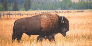 Oklahoma reintrodujo 300 bisontes en 1993: tres décadas después han transformado una de las últimas grandes praderas de Estados Unidos