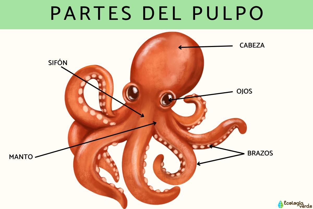 Partes del pulpo