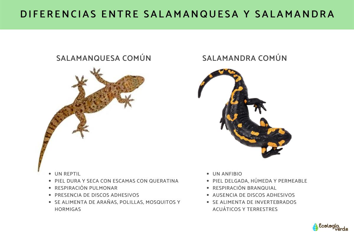 Salamanquesa o salamandra: diferencias