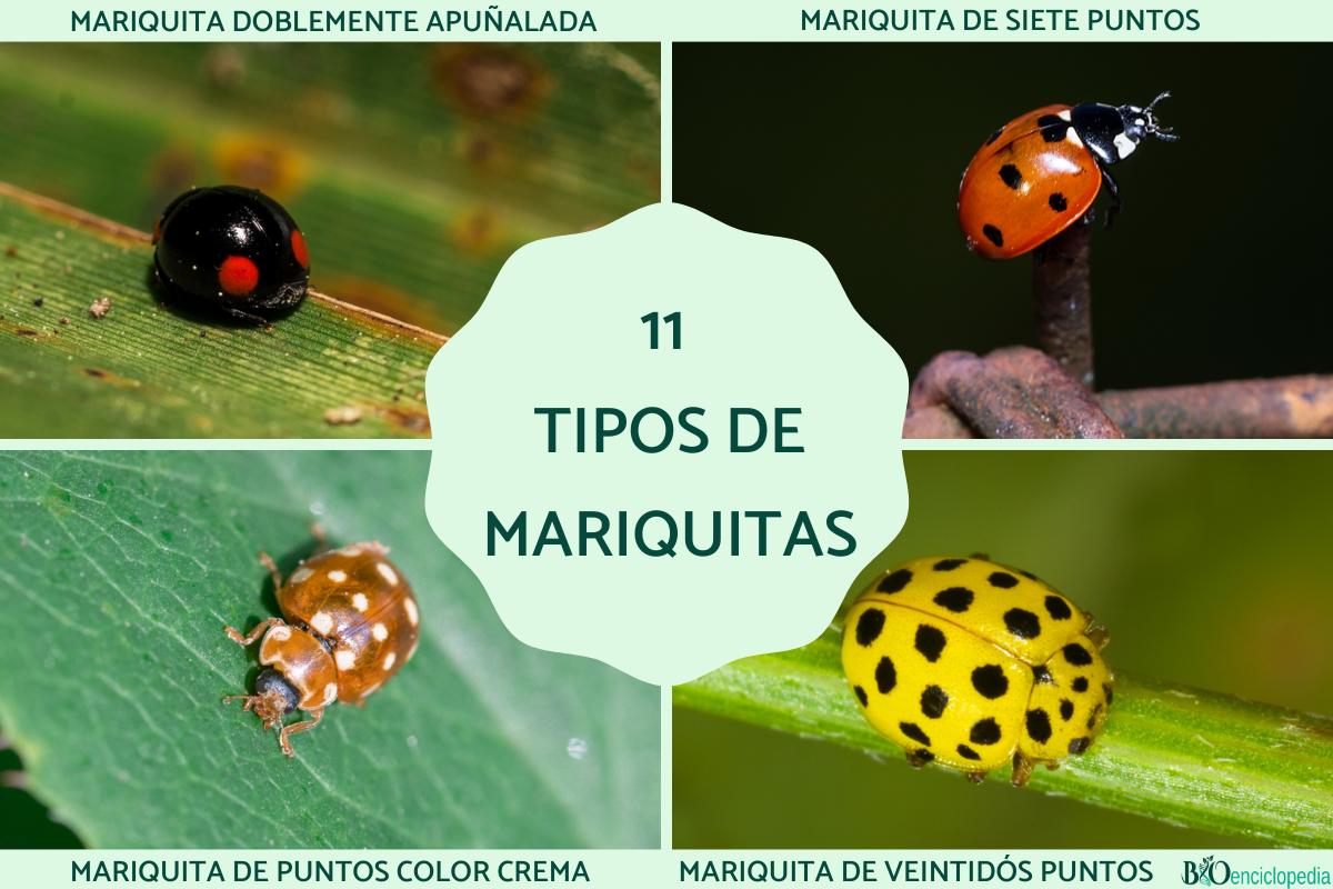 Tipos de mariquitas