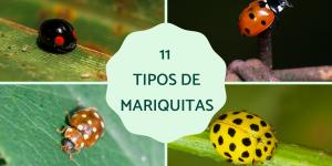 Tipos de mariquitas