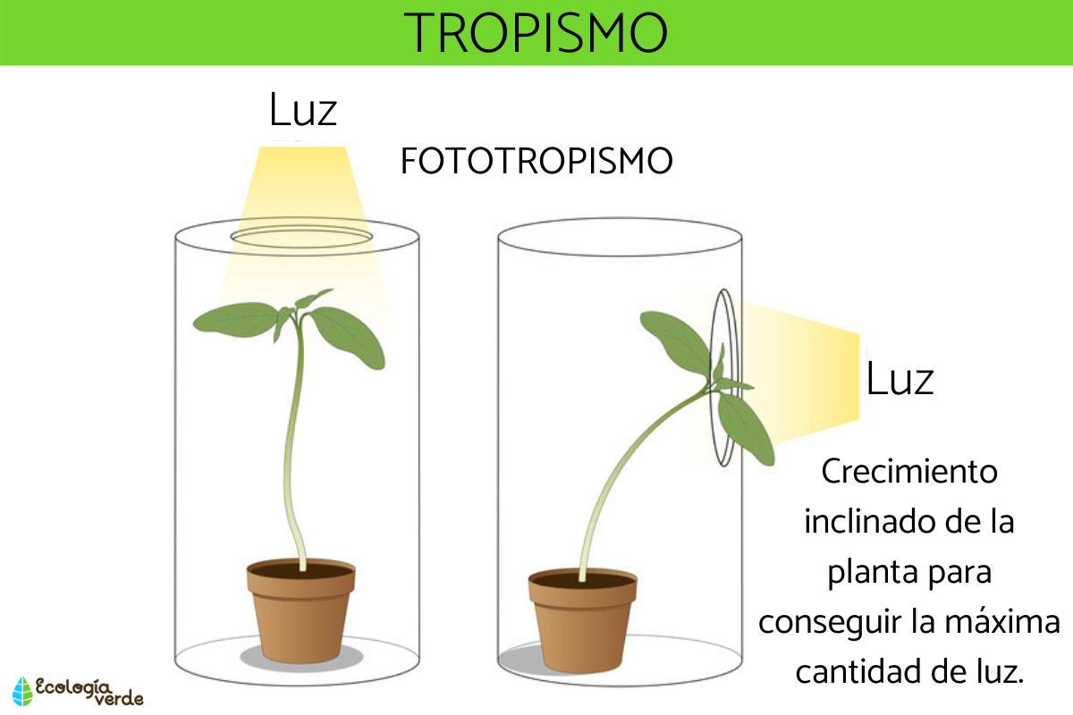 Tropismo: qué es, tipos y ejemplos