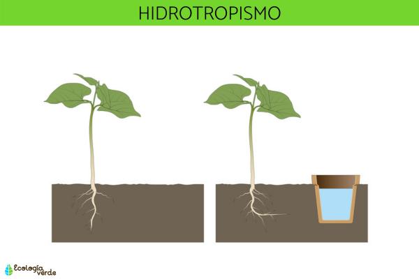 Tropismo: qué es, tipos y ejemplos - 