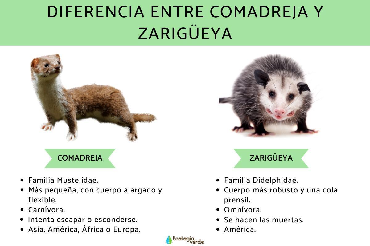 Diferencia entre comadreja y zarigüeya