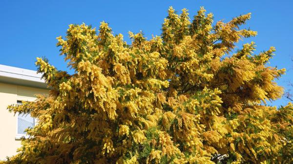 Llegó a Europa en 1824 para decorar jardines y hoy es una especie invasora: el árbol de flores amarillas que se expande tras los incendios - La mimosa llegó de Australia para adornar jardines con sus flores amarillas