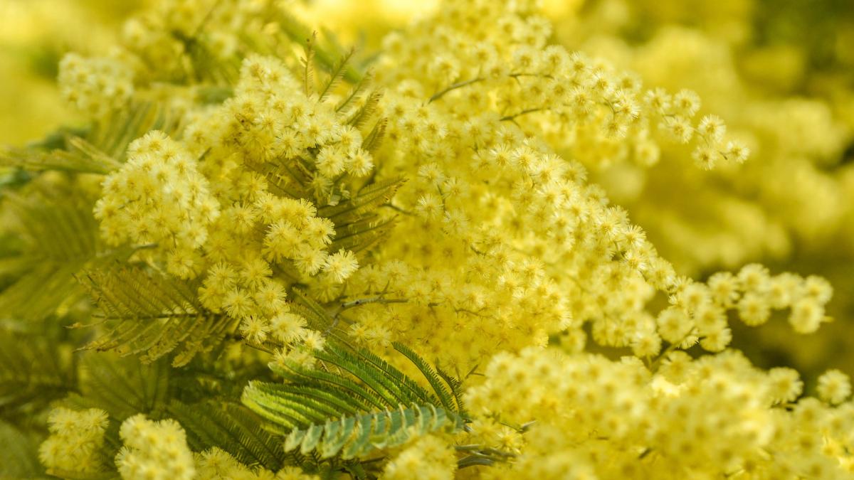 Llegó a Europa en 1824 para decorar jardines y hoy es una especie invasora: el árbol de flores amarillas que se expande tras los incendios