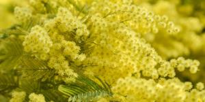 Llegó a Europa en 1824 para decorar jardines y hoy es una especie invasora: el árbol de flores amarillas que se expande tras los incendios
