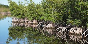 Manglares: qué son, tipos, flora y fauna