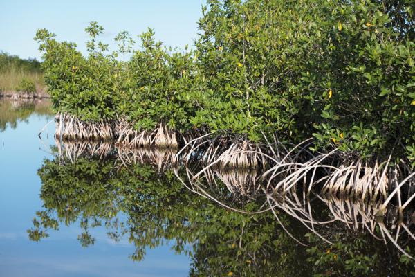 Manglares: qué son, tipos, flora y fauna