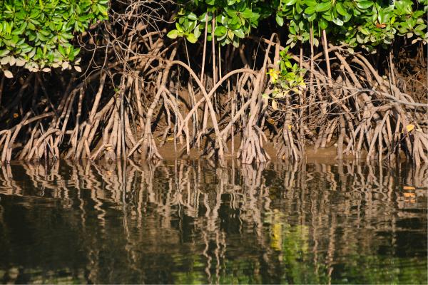 Manglares: qué son, tipos, flora y fauna - Qué son los manglares y sus características