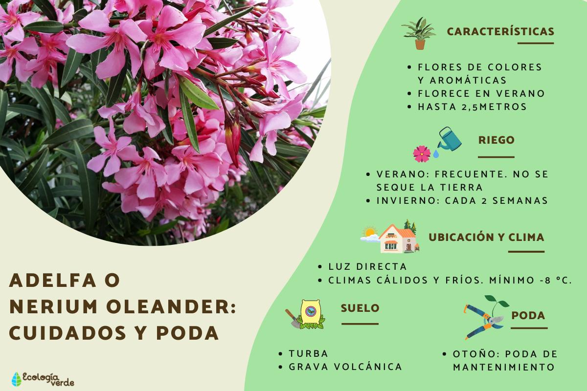 Adelfa o Nerium oleander: cuidados y poda