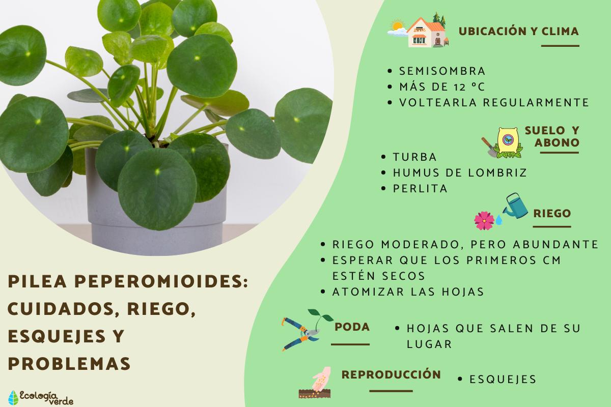 Pilea peperomioides: cuidados, riego, esquejes y problemas