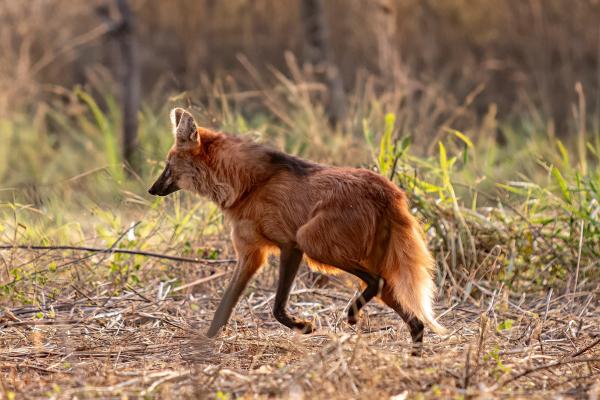 Animales parecidos al zorro - Aguará guazú