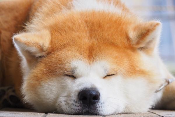 Animales parecidos al zorro - Akita inu