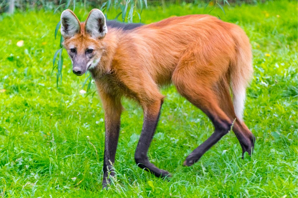 Animales parecidos al zorro