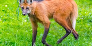 Animales parecidos al zorro