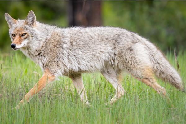 Animales parecidos al zorro - Coyote