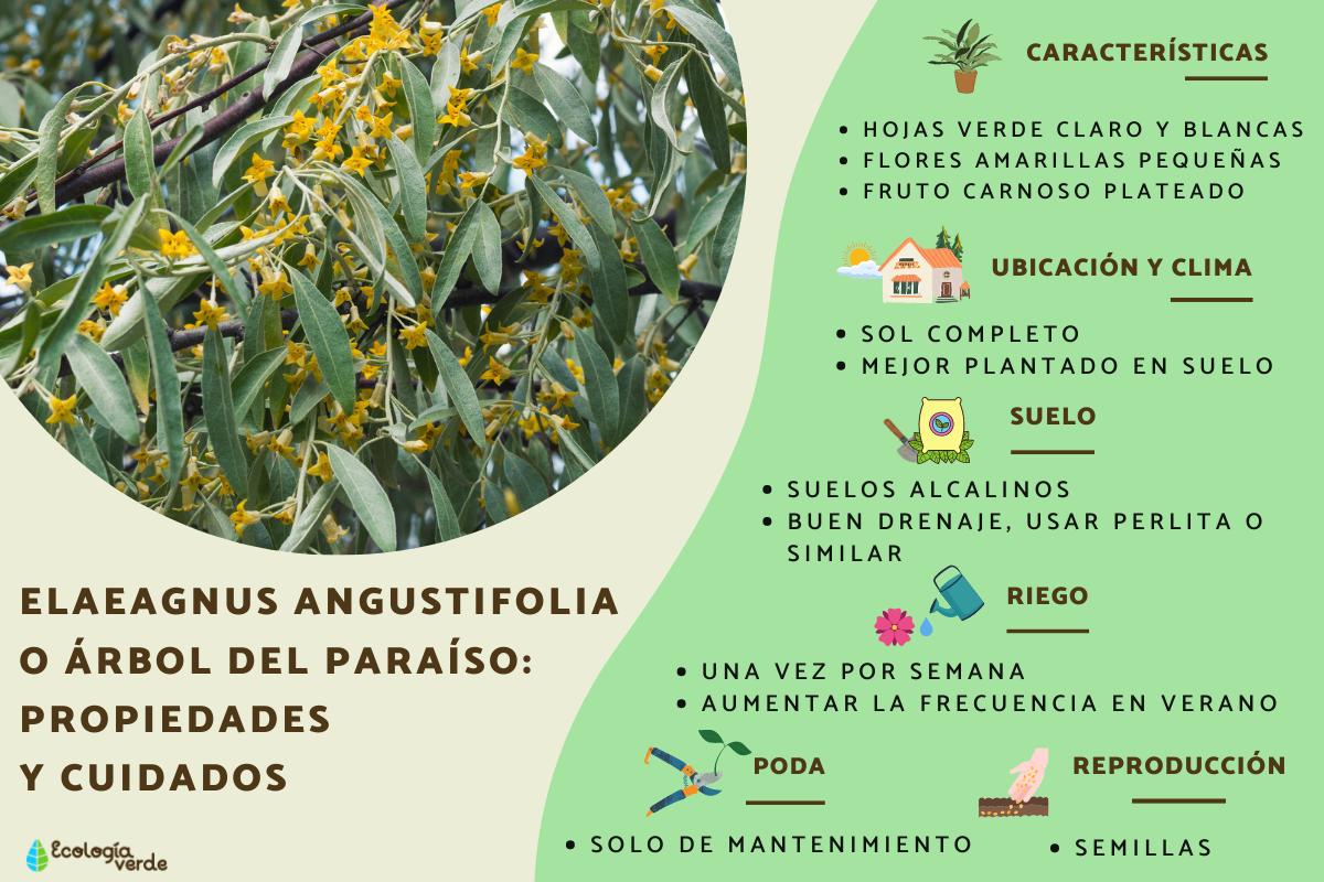 Elaeagnus angustifolia o árbol del paraíso: propiedades y cuidados