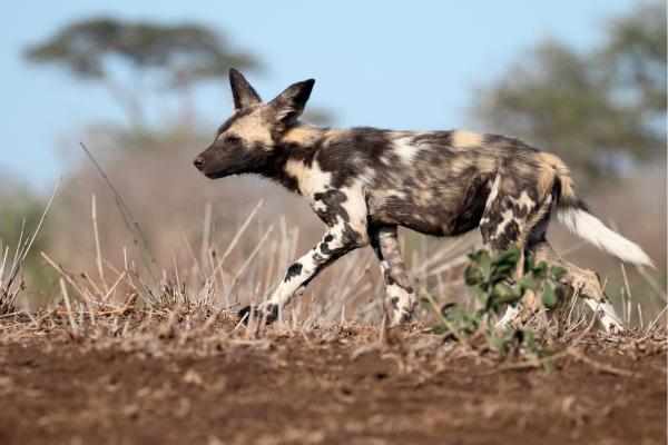 Animales parecidos al zorro - Licaón o perro salvaje africano