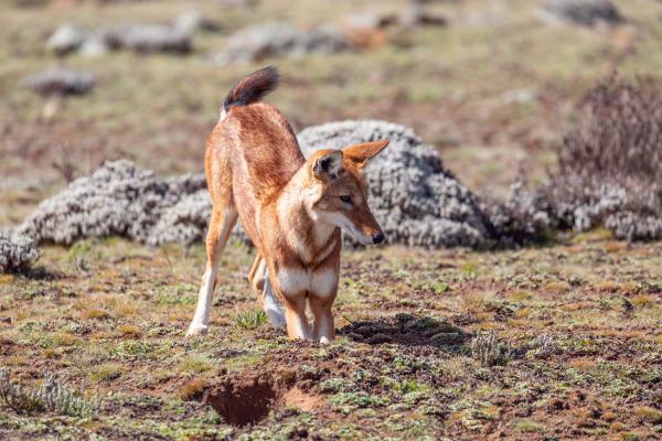 Animales parecidos al zorro - Lobo etíope