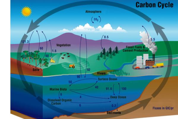 Sumideros de carbono: qué son, tipos, ejemplos e importancia - Qué son los sumideros de carbono y cuál es su función