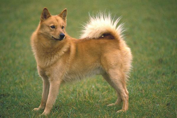 Animales parecidos al zorro - Spitz finlandés