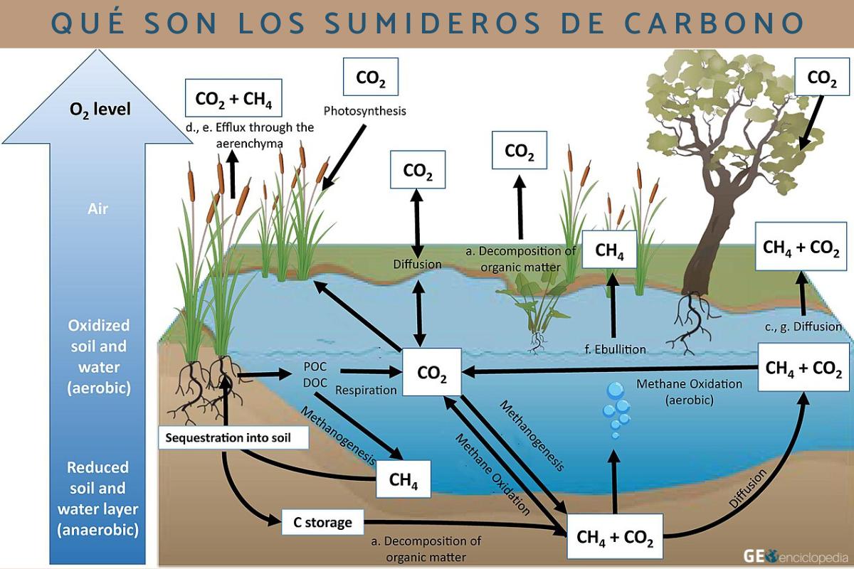 Sumideros de carbono: qué son, tipos, ejemplos e importancia