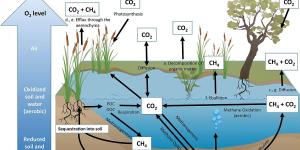 Sumideros de carbono: qué son, tipos, ejemplos e importancia