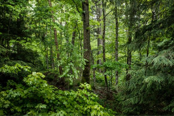 Sumideros de carbono: qué son, tipos, ejemplos e importancia - Tipos de sumideros de carbono