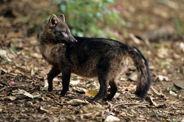 Animales parecidos al zorro - Zorro cangrejero