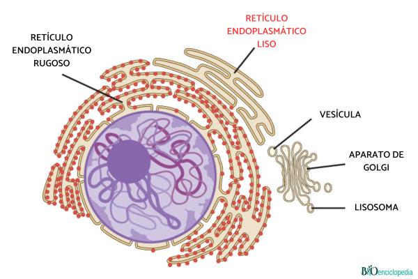 Retículo endoplasmático liso: qué es, función, estructura y diferencia con el rugoso - Función del retículo endoplasmático liso