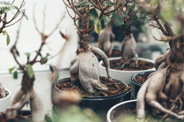 Cuidados del bonsi ficus ginseng o retusa - Gua completa y prctica