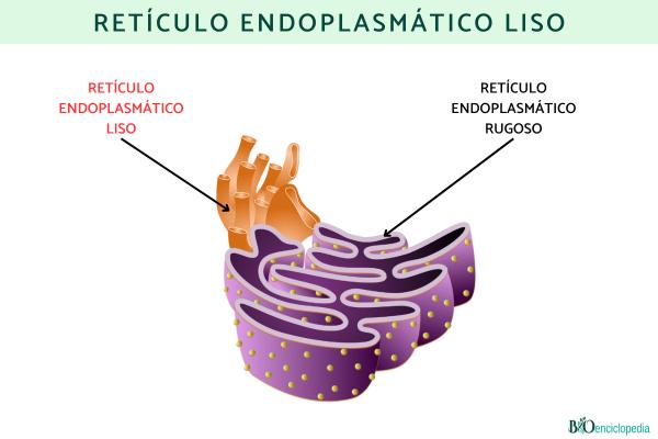 Retículo endoplasmático liso: qué es, función, estructura y diferencia con el rugoso - Qué es el retículo endoplasmático liso y sus características