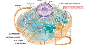 Retículo endoplasmático liso: qué es, función, estructura y diferencia con el rugoso